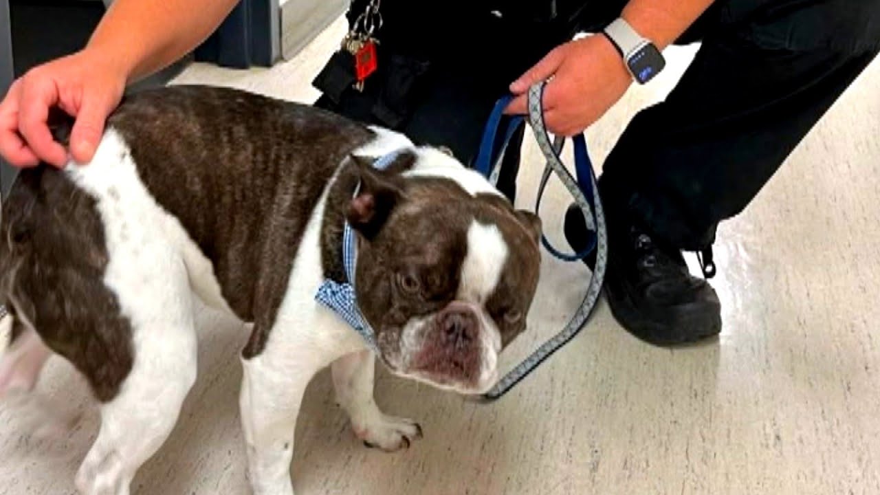 Adorable French Bulldog Abandoned in Stroller at Airport