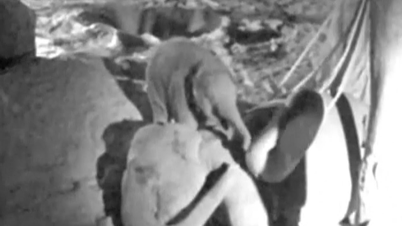 Baby Elephant Spotted Playing on Night Vision Camera