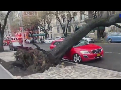 Large tree falls on top of car on Upper East Side